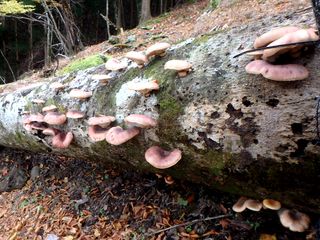 �u�i�ɐ��������̂�