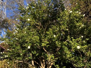 �炫�n�߂̃T�U���J