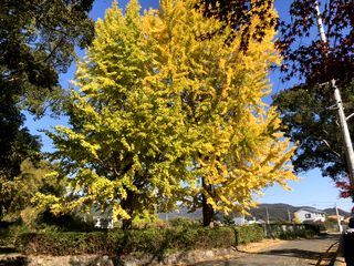 �h�C�c���̃C�`���E