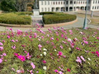 �h�C�c�ق̃R�X���X